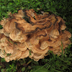 Meripilus sumstinei 'Black Staining Polypore'